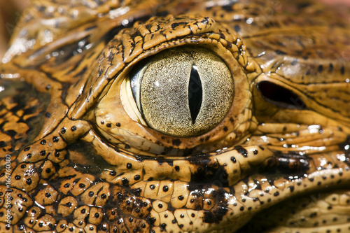 Caiman photo