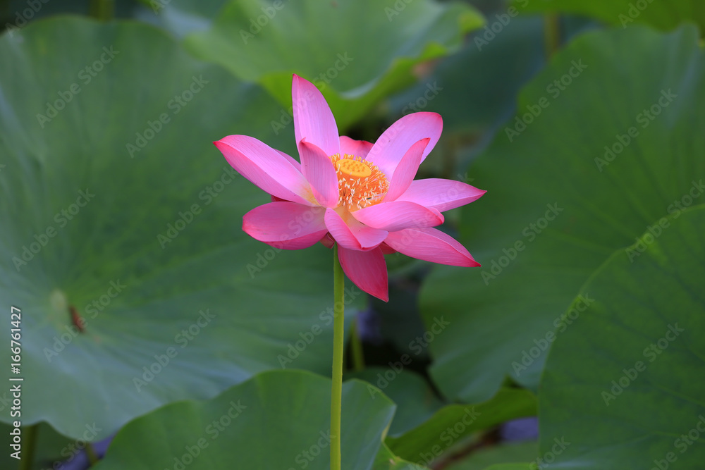 lotus lotus