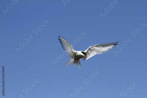 Arctic tern (Sterna Paradisaea) with wings outstretched with blue skies