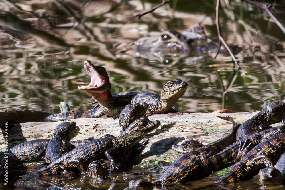 Caiman Caiman