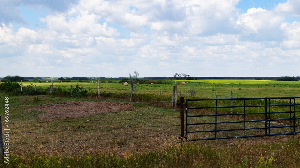 Prairie scrub brush and grassy pasture land and canola field.