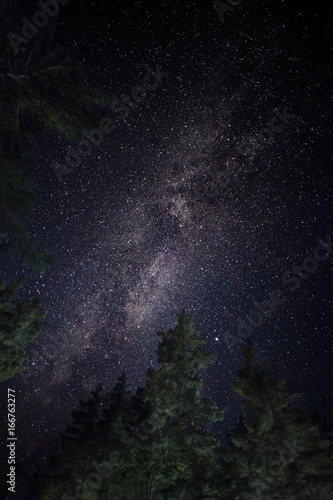 Bright milky way galaxy in dark night sky above tall pine trees in wilderness