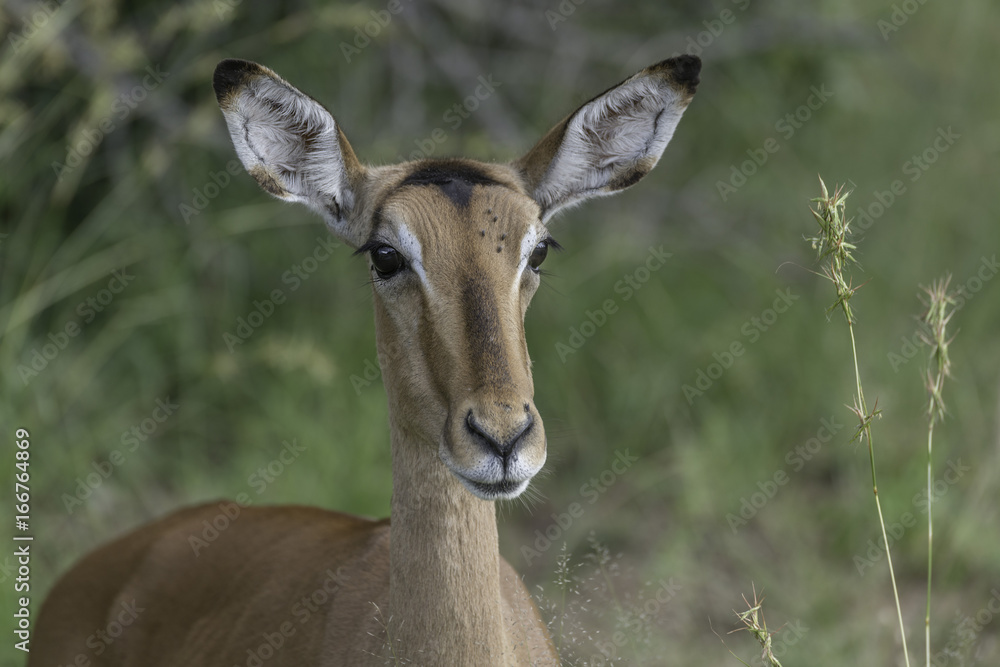 Impala Impala