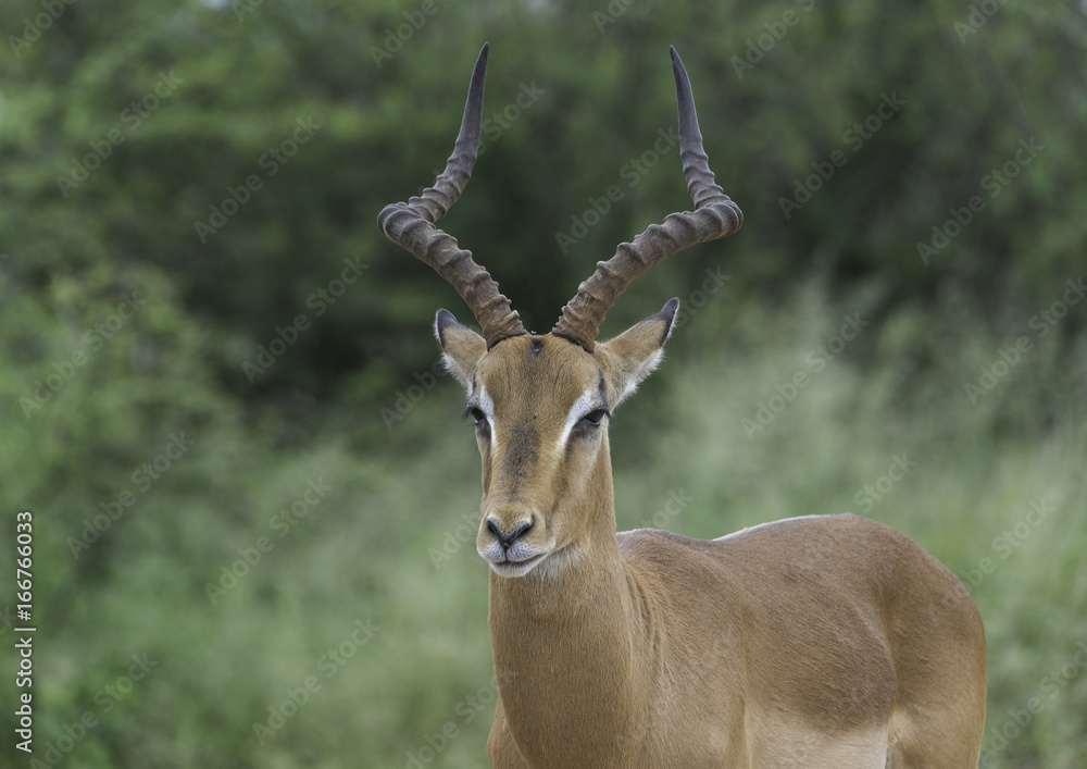 Young portrait of Impala buck