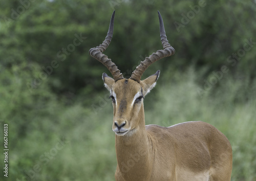 Young portrait of Impala buck
