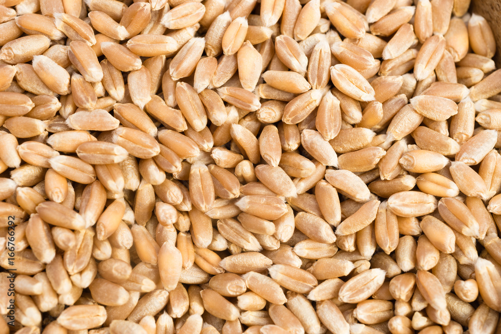 Organic Farro Wheat Whole Grain Dry Food Organic Farro Wheat Whole Grain Dry Food