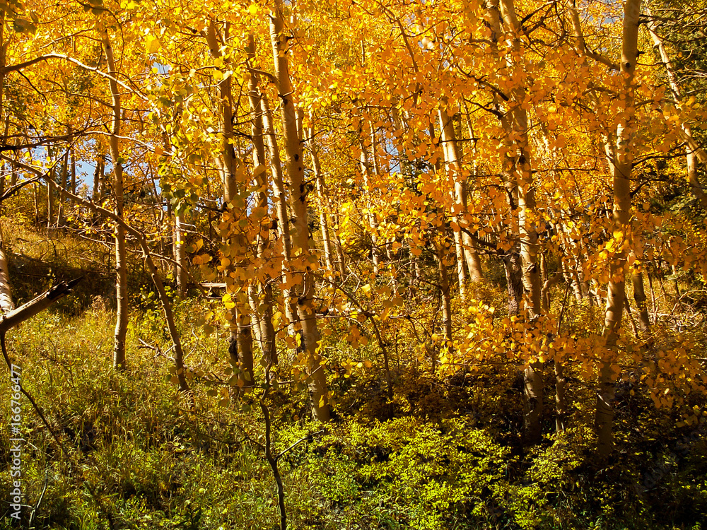 Obraz premium Fall Yellow Apens