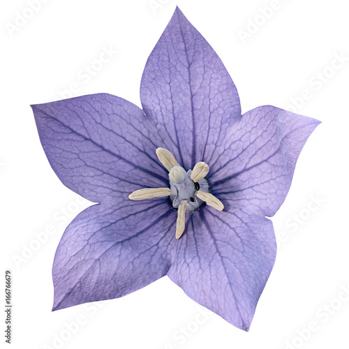 Flower purple bluebell
