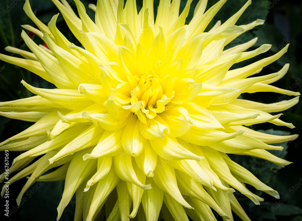 Yellow dahlia Yellow dahlia