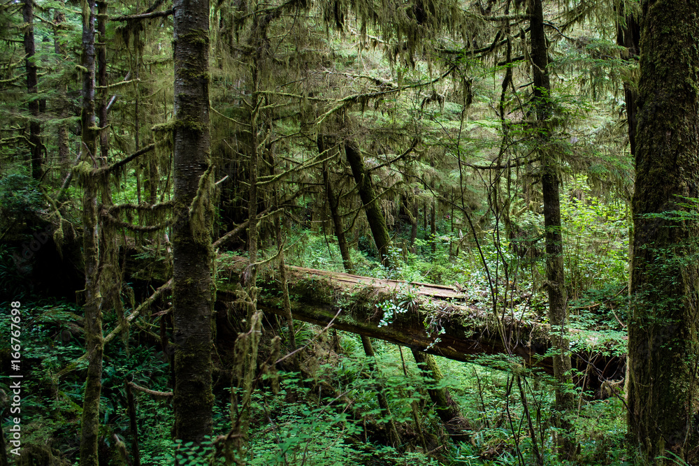 Fototapeta premium Majestic fallen tree in rain forest with vines and foliage