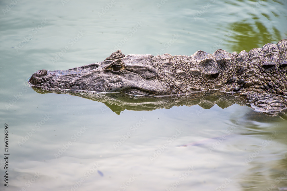 Naklejka premium Caiman