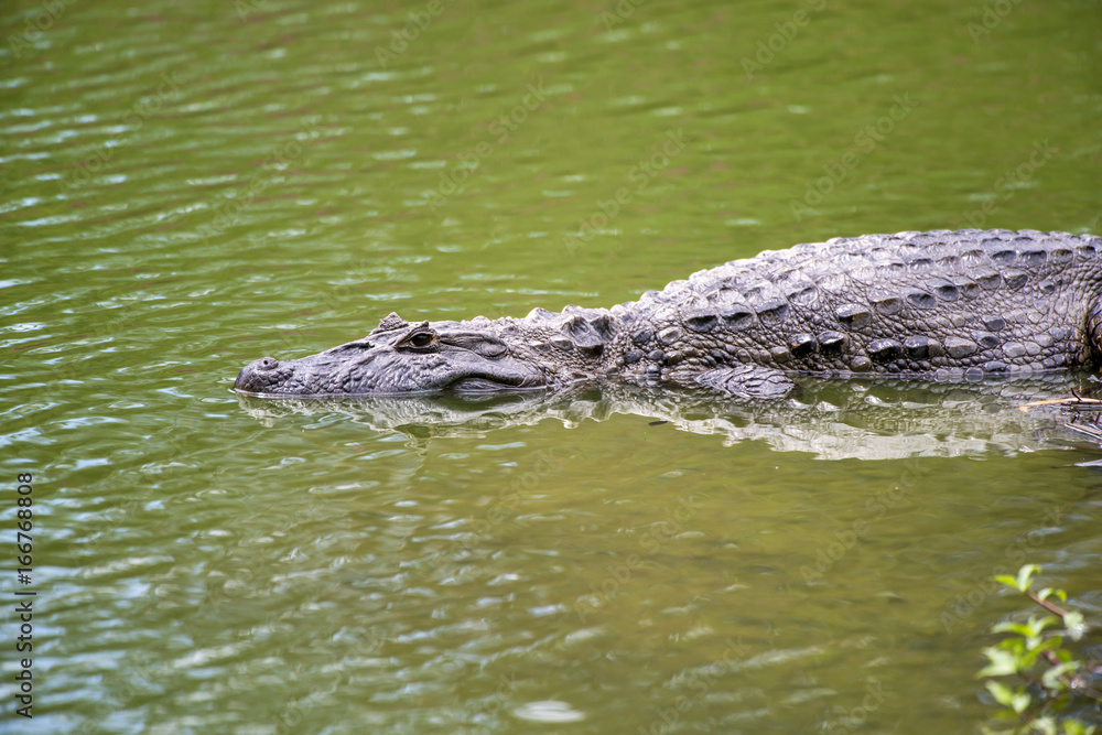 Caiman Caiman