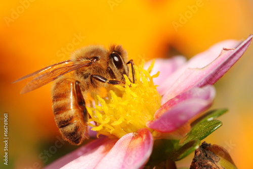 Honey bee collecting nectar from a flower