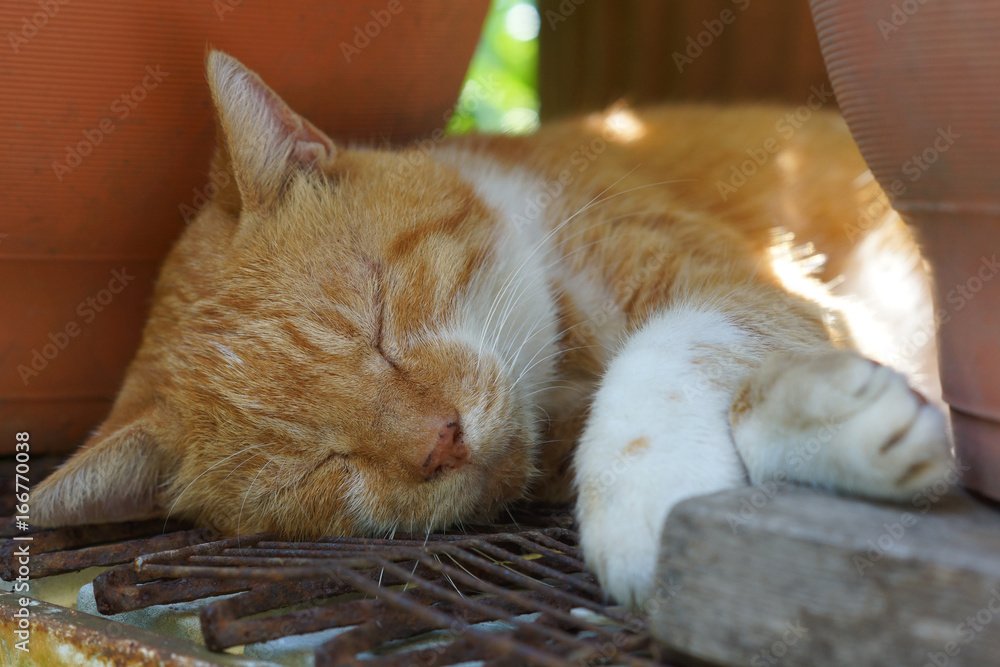 眠る茶猫