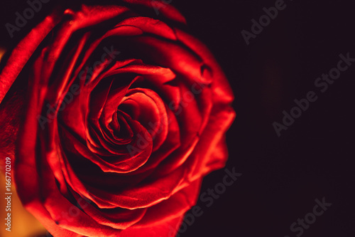 Red rose of love on a black background
