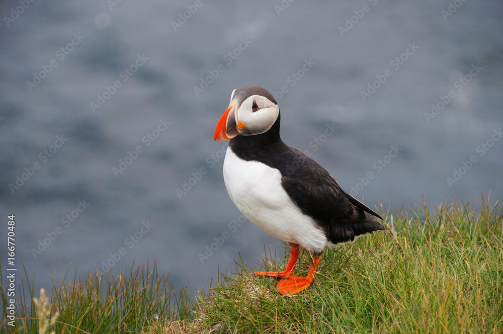 Atlantic Puffin in Latrabjarg cliffs, Iceland. Atlantic Puffin in Latrabjarg cliffs, Iceland.
