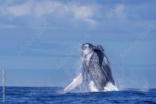 Humpback whale photo