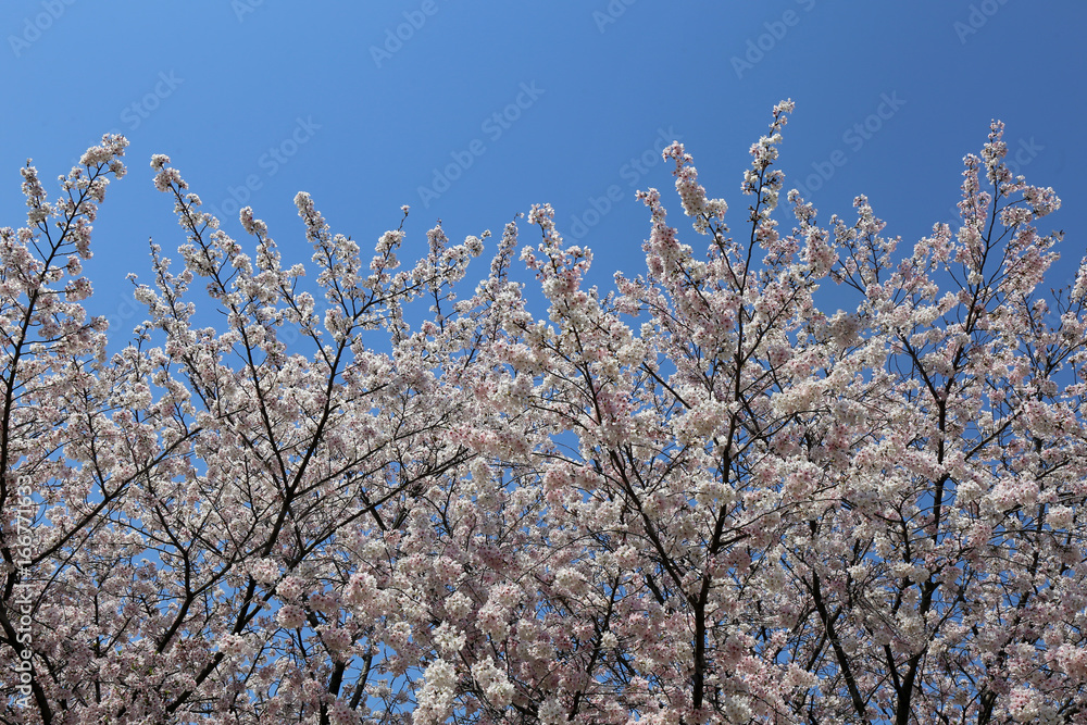 河川敷の桜