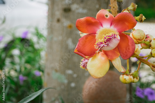 Sal Tree, Couroupita guianensis ,cannon Ball Tree