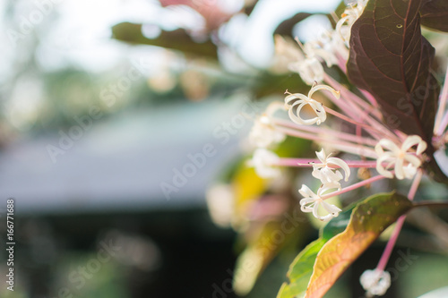 white flower garden