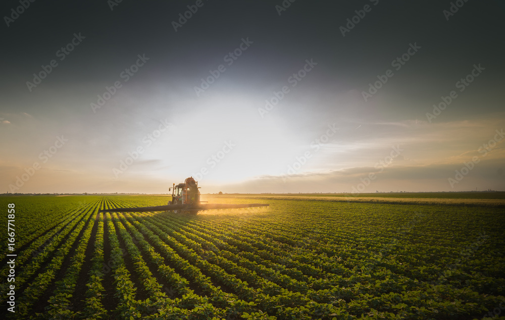 Fototapeta premium Tractor spraying soybean field at spring