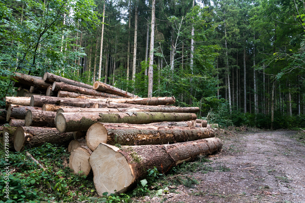 Abgesägte Fichten - Baumstämme gestapelt im Wald Abgesägte Fichten - Baumstämme gestapelt im Wald