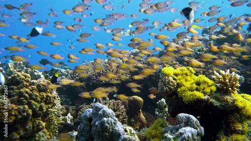 Slender cardinalfish Rhabdamia gracilis swimming underwater in Egypt photo