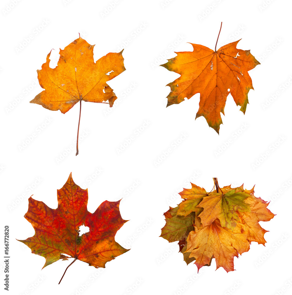 Set the autumn maple branch with leaves isolated Set the autumn maple branch with leaves isolated