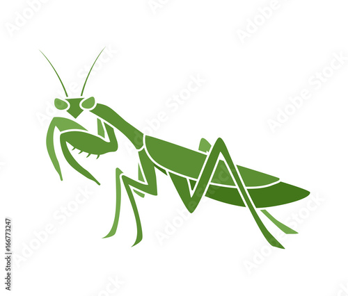 Mantis illustration