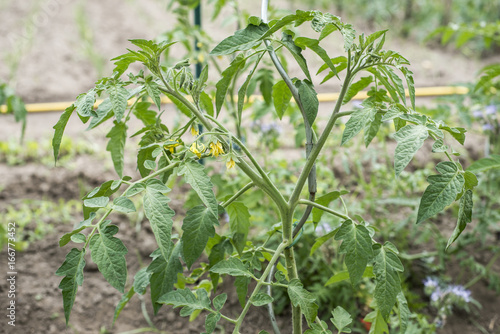 yellow tomato flower branch leave bio organic healthy outdoor germany macro closeup