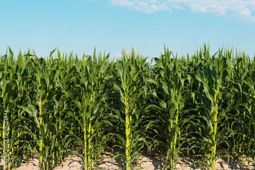 Field of corn Field of corn