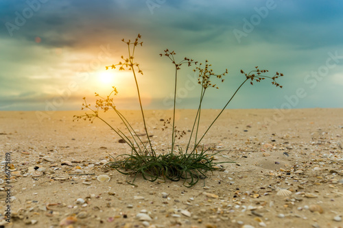 The grass on the sand