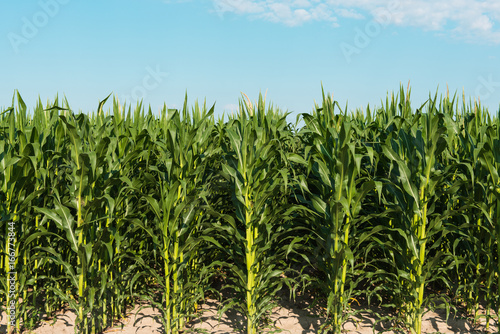 Field of corn