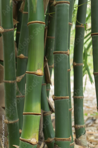 Close up green bamboo in the forest.