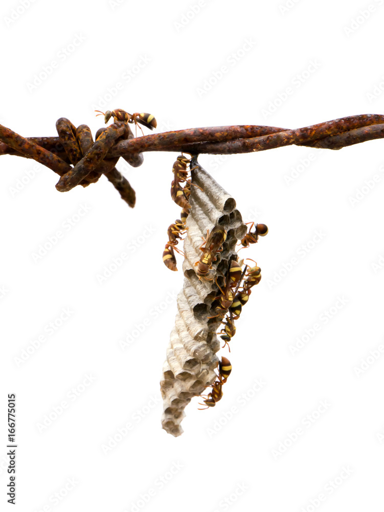 wasp's nest on old barbed wire. wasp's nest on old barbed wire.
