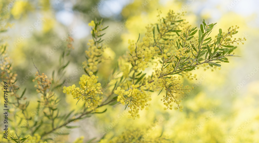 Sring time in Australia with wattle flowers Sring time in Australia with wattle flowers