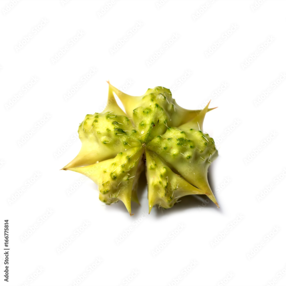 Fototapeta premium Dry Seeds of Tribulus terrestris plant.