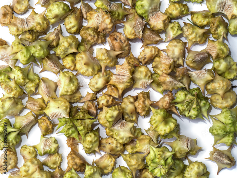 Dry Seeds of Tribulus terrestris plant. Dry Seeds of Tribulus terrestris plant.