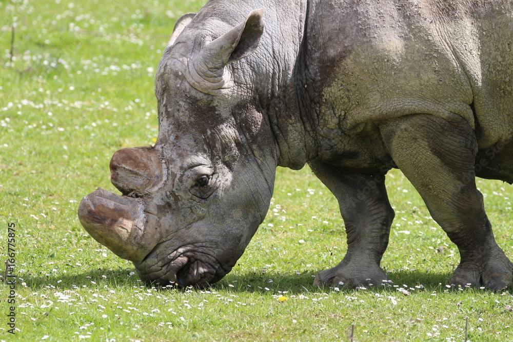 Obraz premium Rhinocéros 