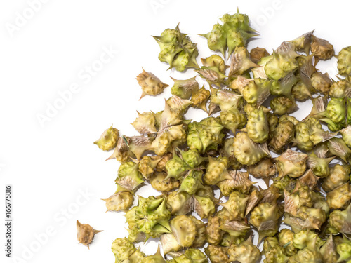 Dry Seeds of Tribulus terrestris plant.