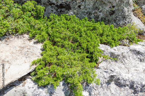 Juniperus communis plant close up.