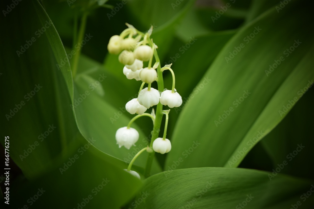 lily of the valley lily of the valley