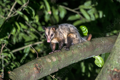 Opossum