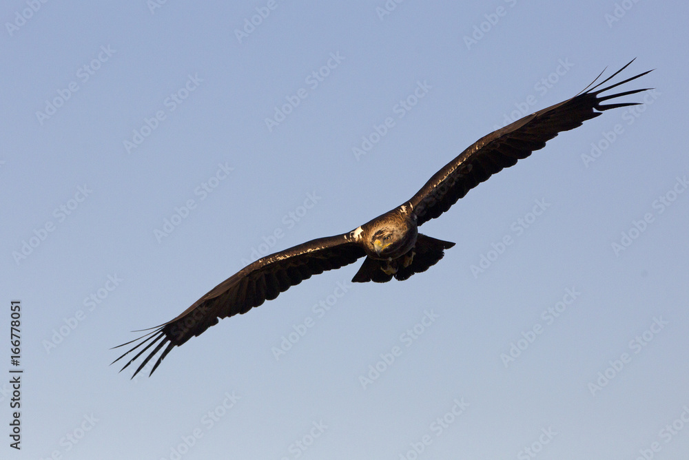 Adul male of Spainsh imperial eagle. Aquila adalberti Adul male of Spainsh imperial eagle. Aquila adalberti