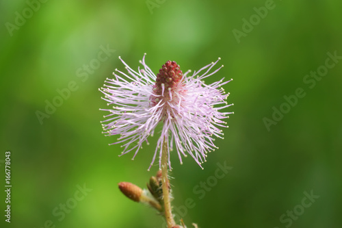 Close up of Sensitive plant or mimosa pudica plant.