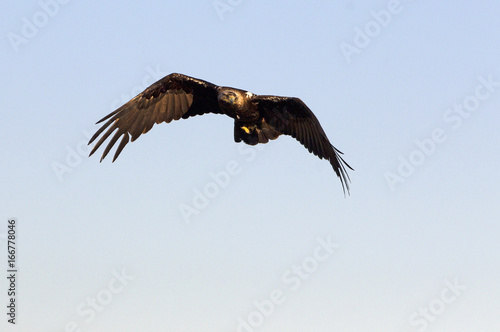 Adul male of Spainsh imperial eagle. Aquila adalberti
