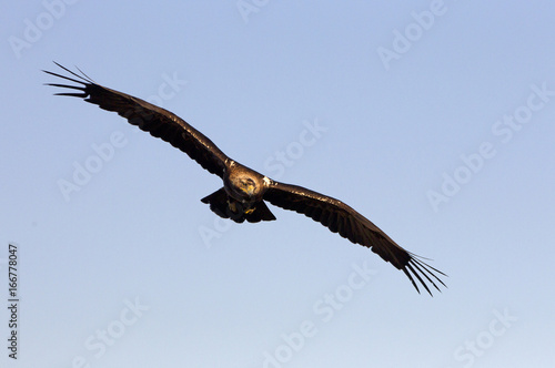 Male of Spanish imperial eagle. Aquila adalberti
