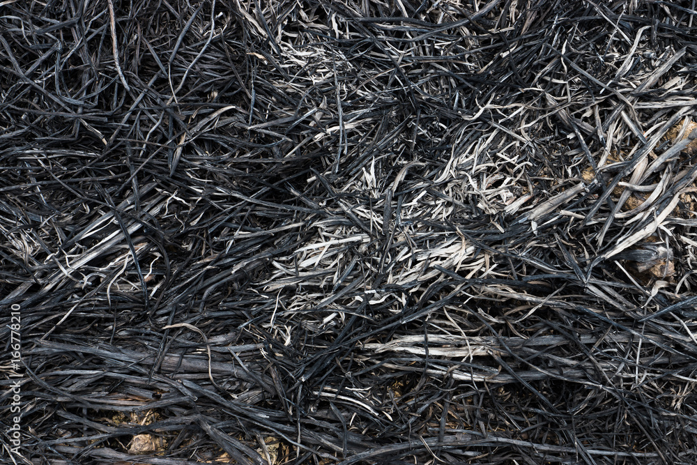 Details on the grass of charcoal. Details on the grass of charcoal.