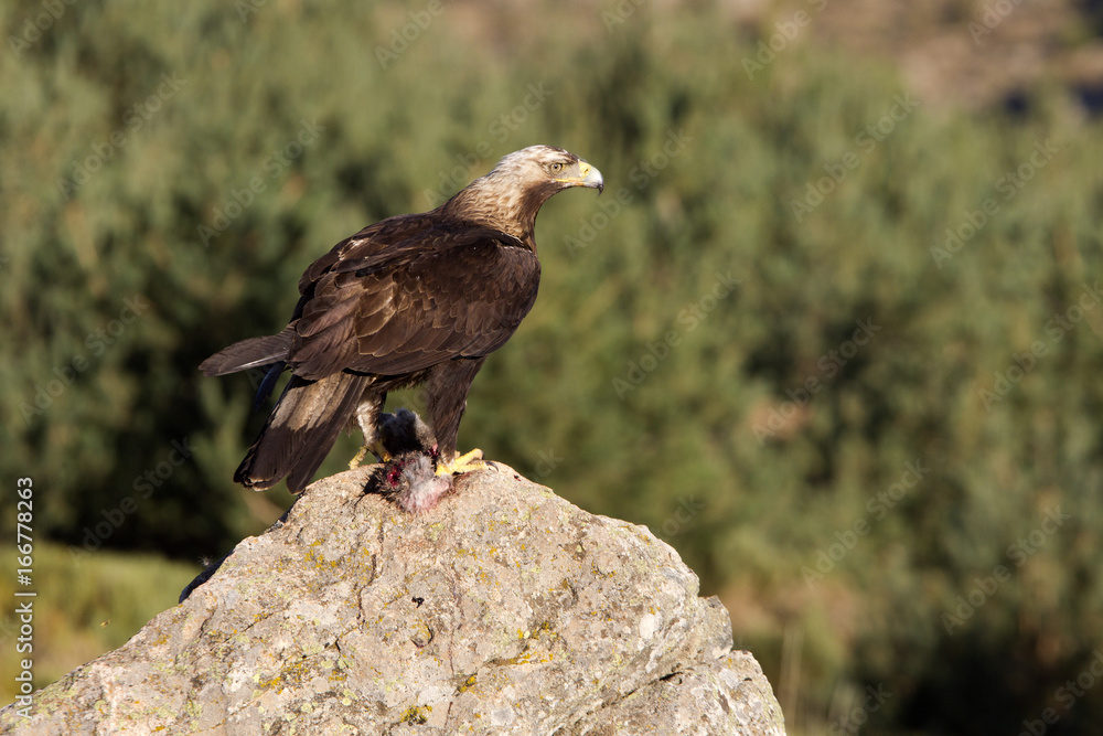 Fototapeta premium Adul male of Spainsh imperial eagle. Aquila adalberti