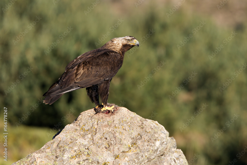 Naklejka premium Adul male of Spainsh imperial eagle. Aquila adalberti